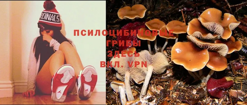 где продают   Островной  Псилоцибиновые грибы Psilocybe 